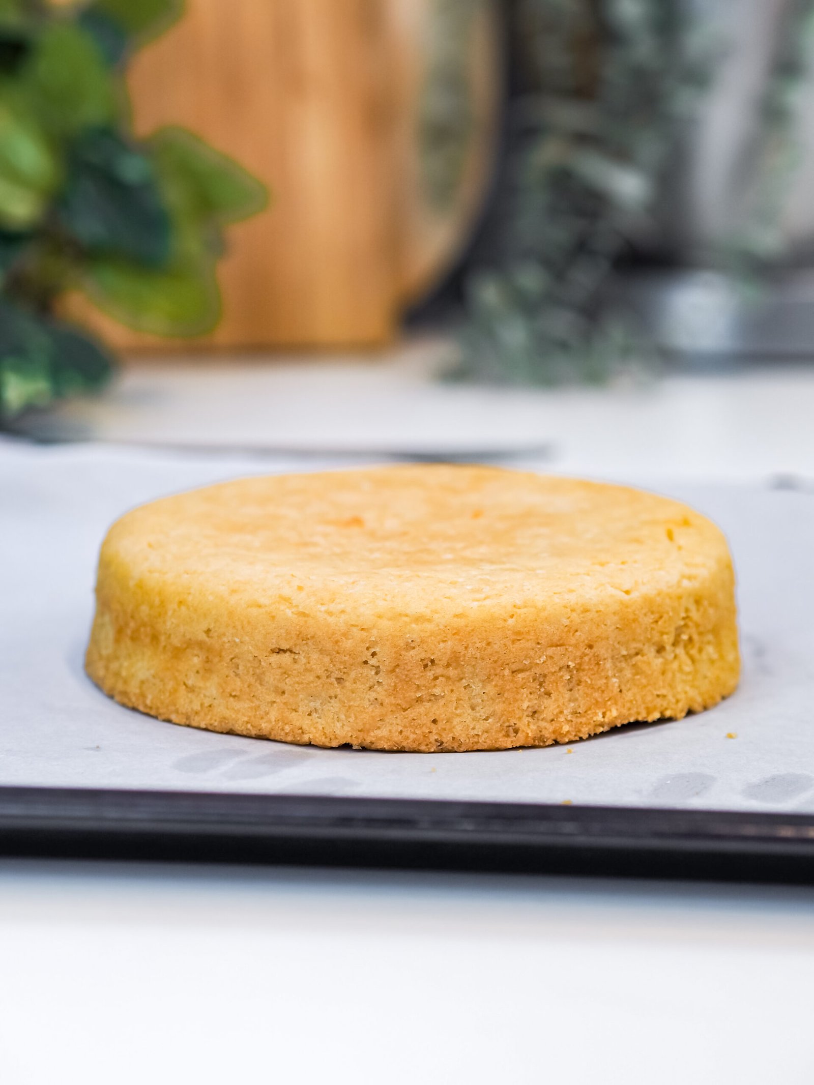 sponge gf 1